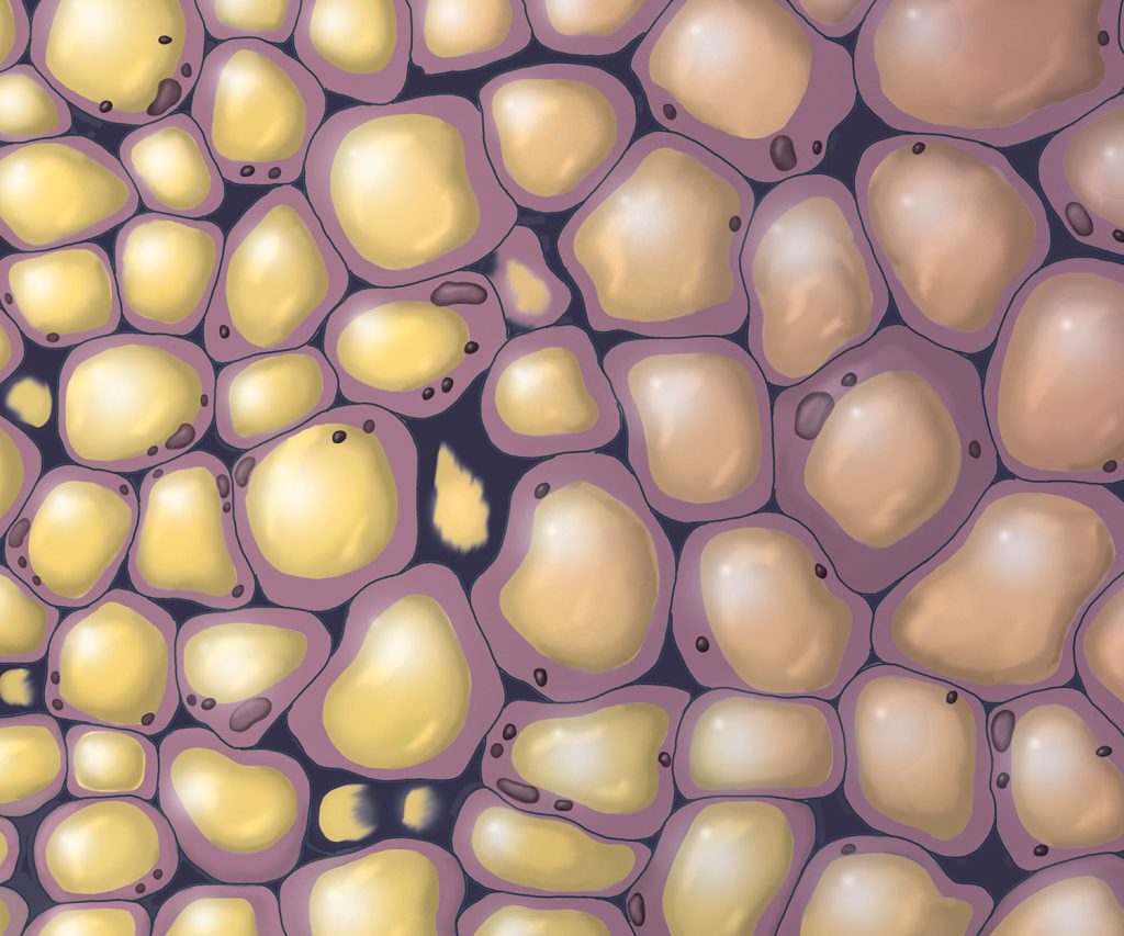 Fat cells