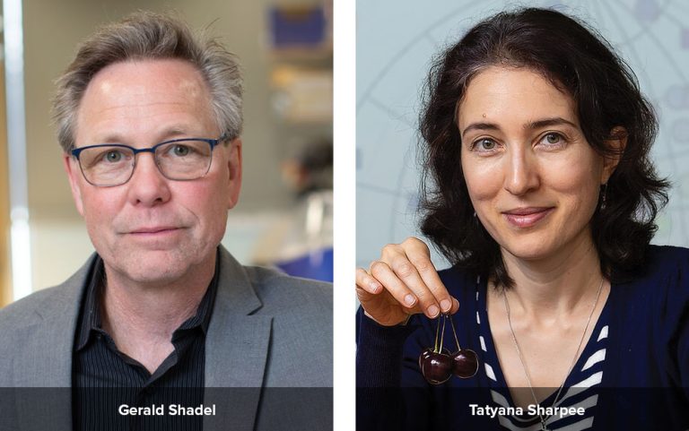 Gerald Shadel and Tatyana Sharpee elected as 2025 AAAS Fellows