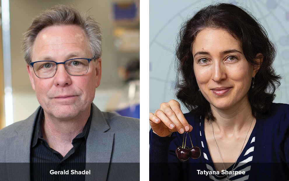Gerald Shadel and Tatyana Sharpee elected as 2025 AAAS Fellows
