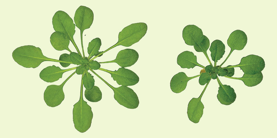 What keeps thirsty plants alive during drought?