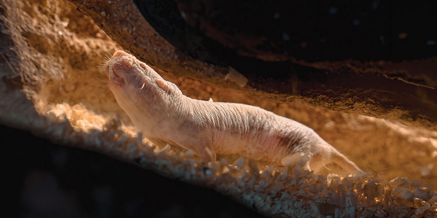 Can naked mole rats peacefully hand over power?