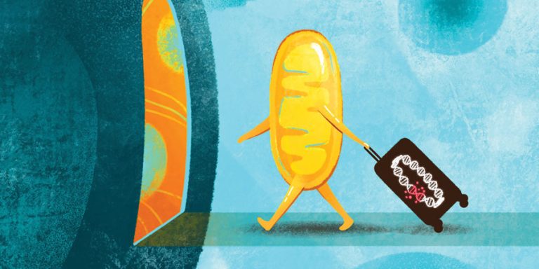 Mitochondrial DNA can impact human health and disease