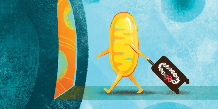 Mitochondrial DNA can impact human health and disease