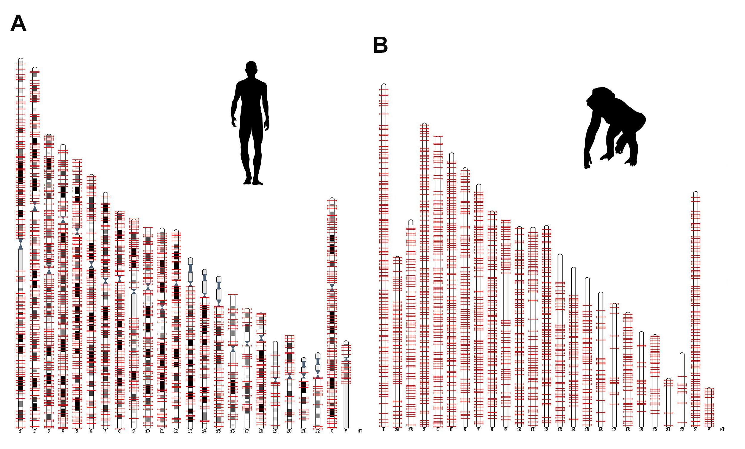 Protein factories hidden in human jumping genes - Inside Salk