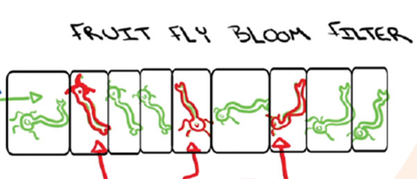 To detect new odors, fruit fly brains improve on a well-known computer  algorithm - Salk Institute for Biological Studies