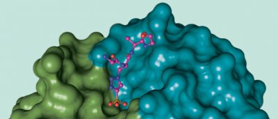 salk-team-reveals-neverbefore-seen-antibody-binding-informing-both-liver-cancer-and-antibody-design