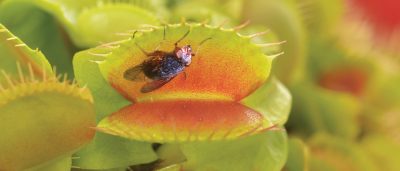 new-protein-helps-carnivorous-plants-sense-and-trap-their-prey