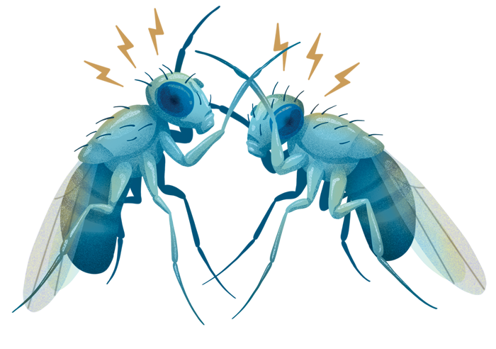 Flies fighting