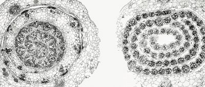 superior-photosynthesis-abilities-of-some-plants-could-hold-key-to-climate-resilient-crops