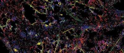 plant-cells-gain-immune-capabilities-when-its-time-to-fight-disease