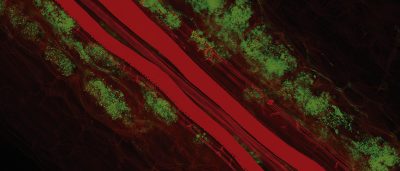 peptide-imitation-is-the-sincerest-form-of-plant-flattery