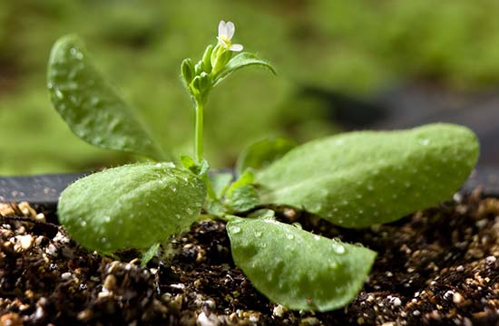 25-winter-discoveries-featured-ecker-chory-lab-v2